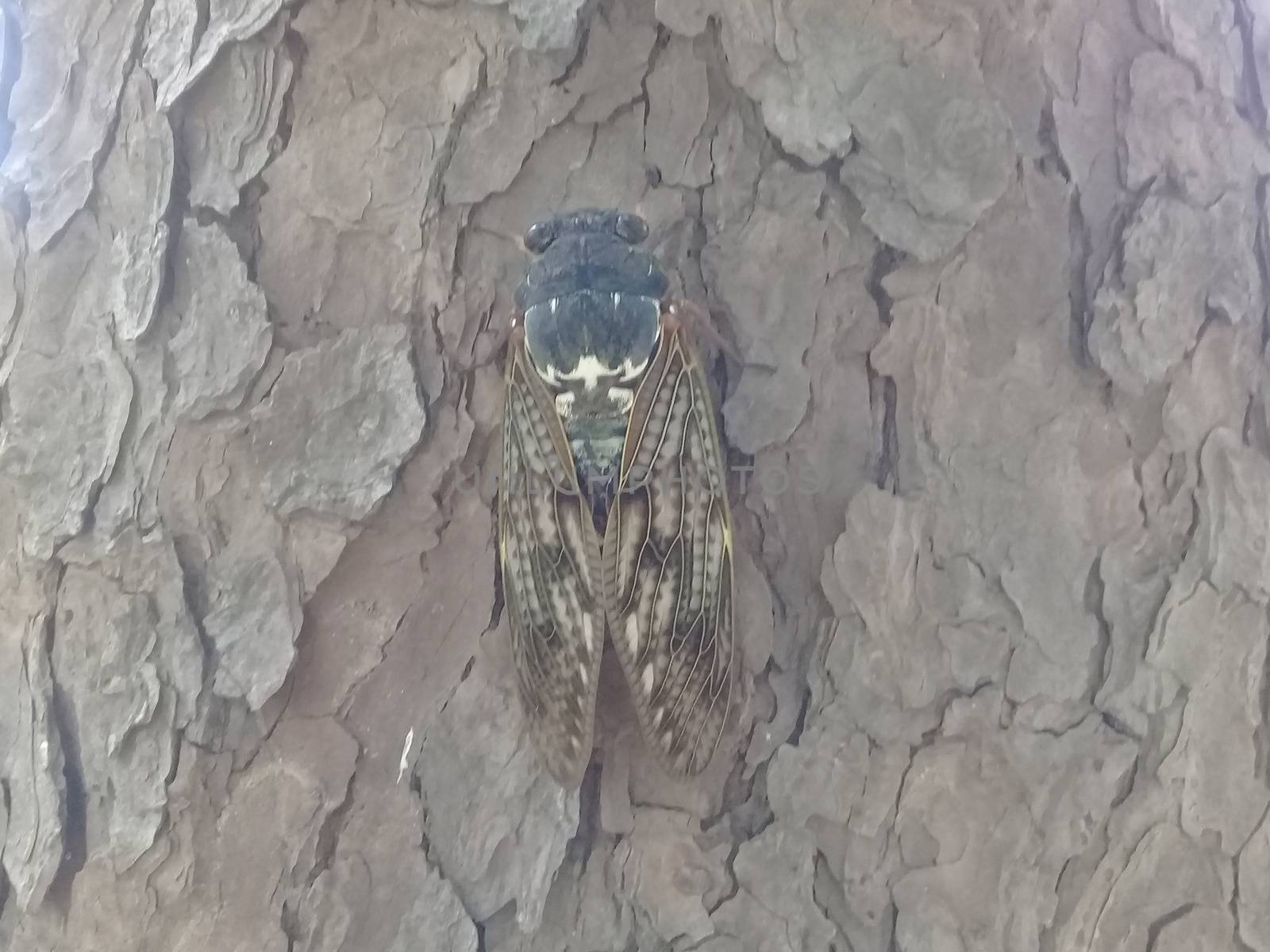 A big flying beetle settled on dry bark of a tree