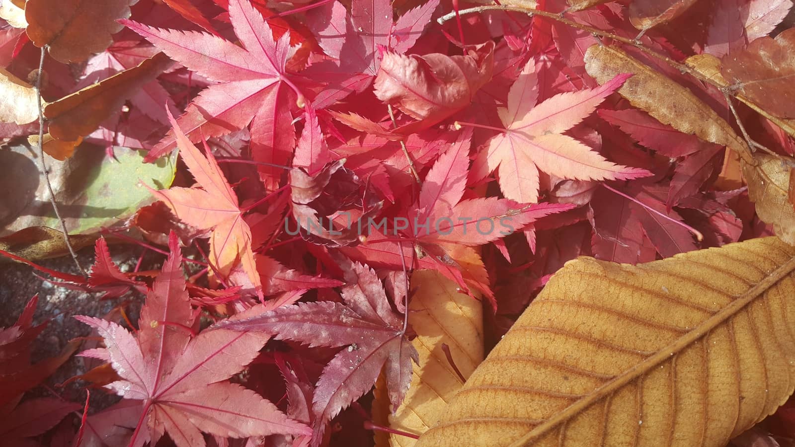 Autumn red colored leaves. The leaves are reddish or maroon in color with green leaves seen in the background: a close-up