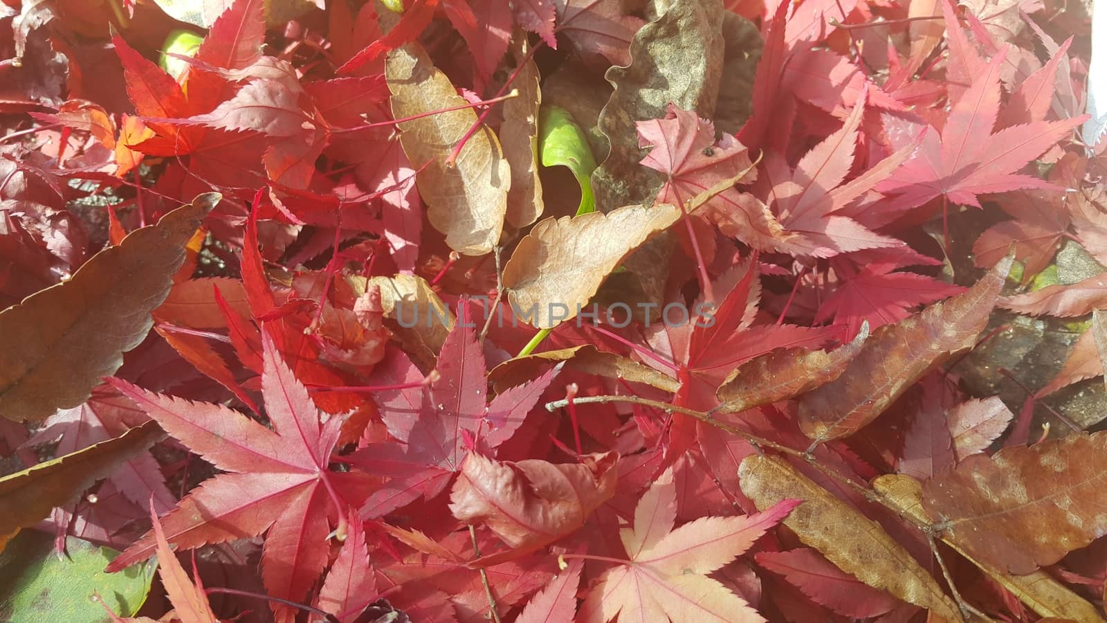 Autumn red colored leaves. The leaves are reddish or maroon in color with green leaves seen in the background by Photochowk