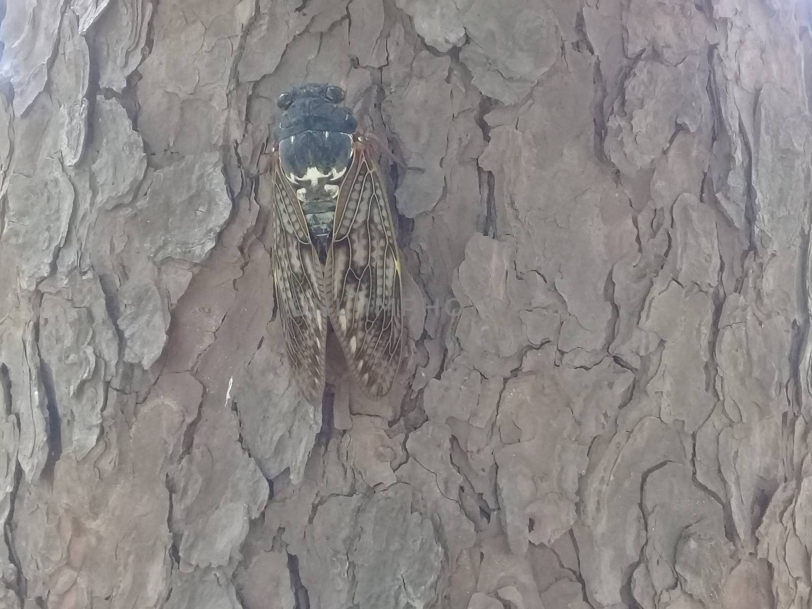 A big flying beetle settled on dry bark of a tree by Photochowk