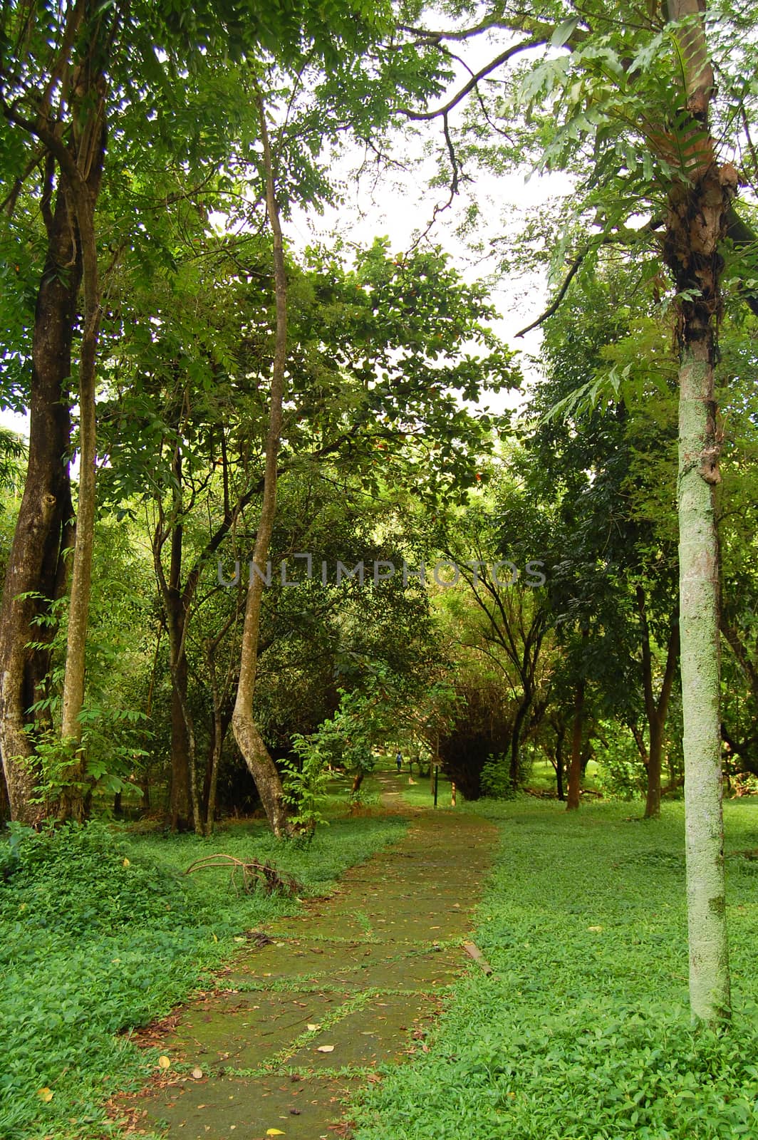 Outdoor garden pathway at University of the Philippines in Diliman, Quezon City, Philippines.