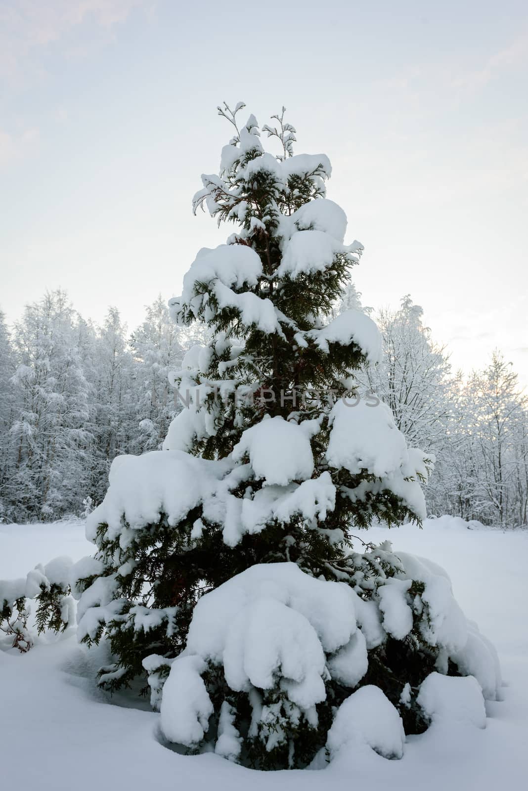 The big tree has covered with heavy snow in winter season at Lapland, Finland.