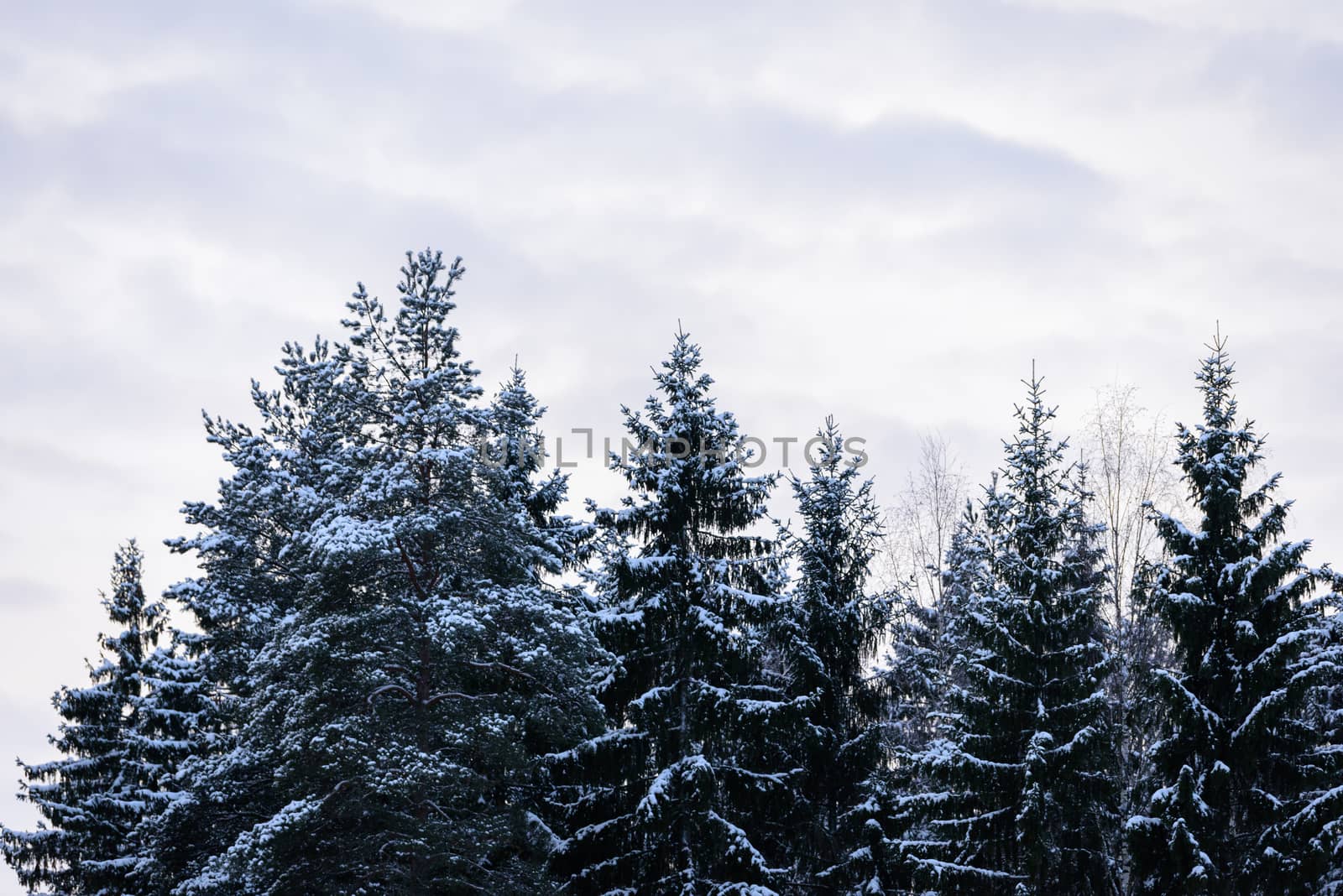 The forest has covered with heavy snow in winter season at Lapland, Finland.