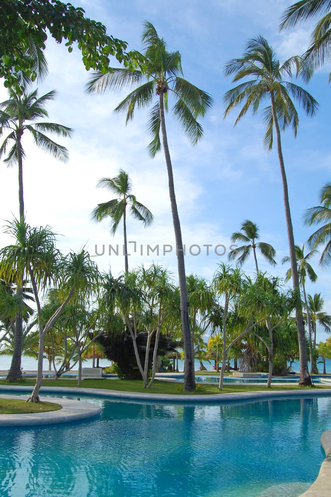 Swimming pool and coconut trees at Dos Palmas island resort in H by imwaltersy