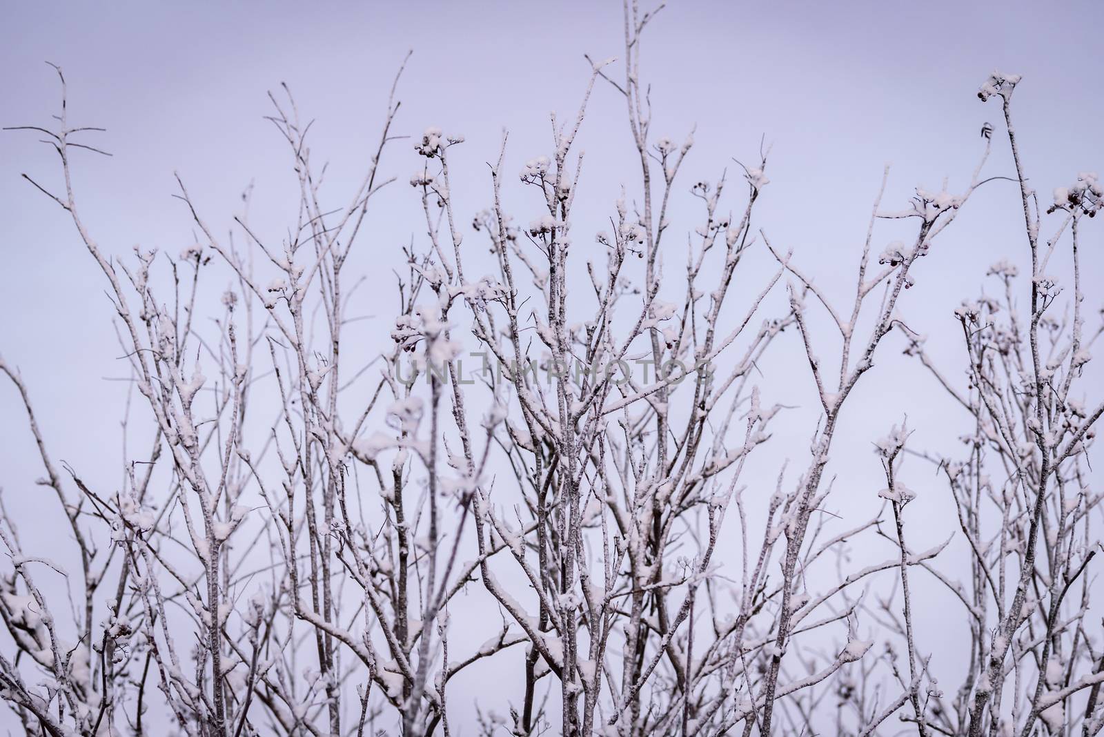 The branch of tree has covered with heavy snow and sunset time in winter season at Holiday Village Kuukiuru, Finland.