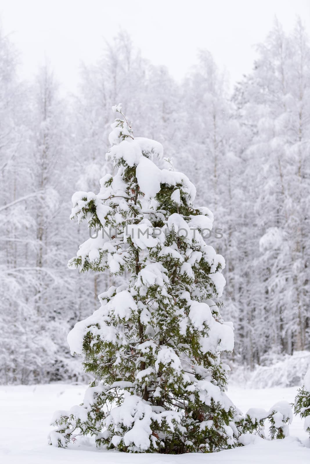 The big tree has covered with heavy snow in winter season at Lapland, Finland.