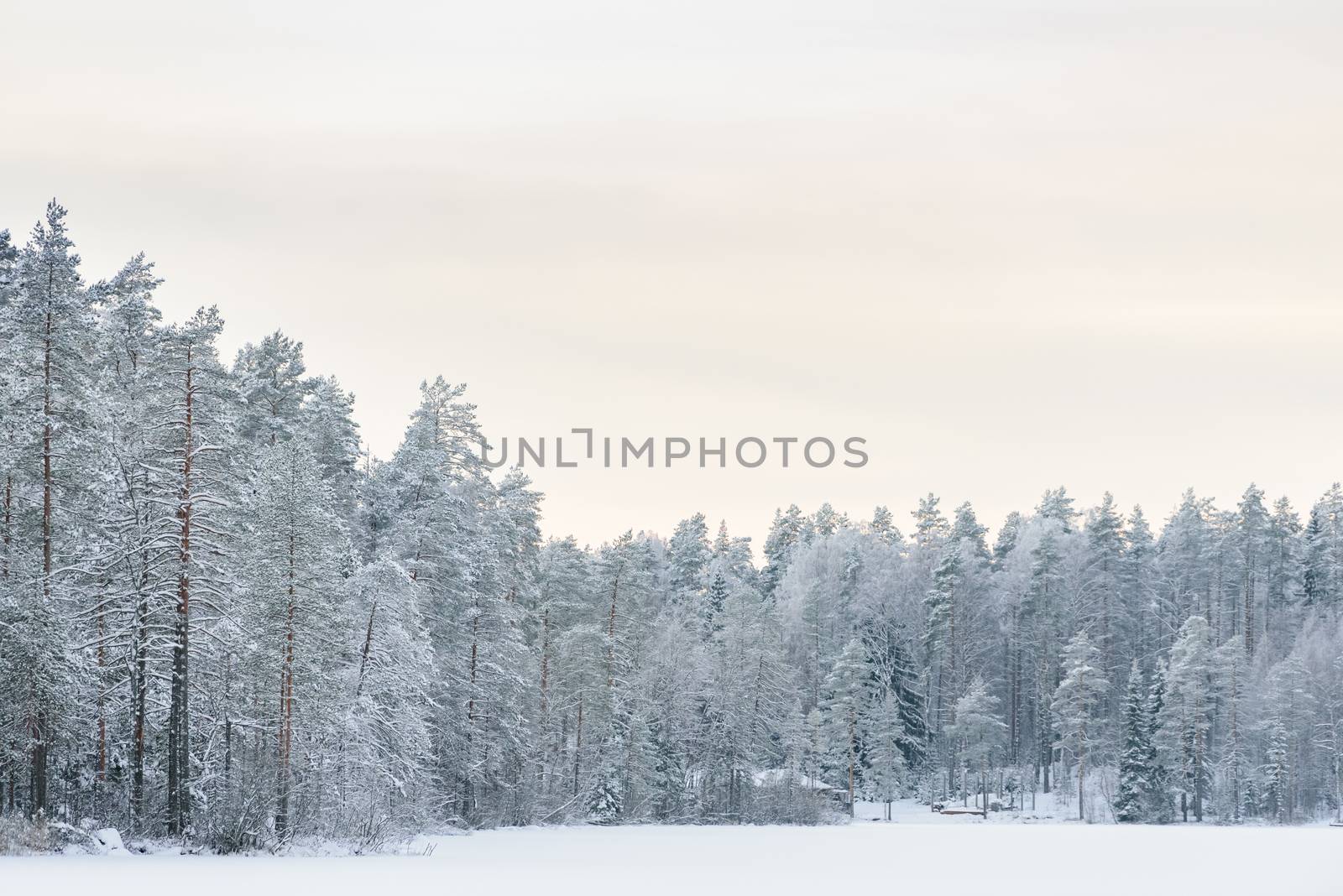 The forest on the ice lake has covered with heavy snow and sky in winter season at Lapland, Finland.