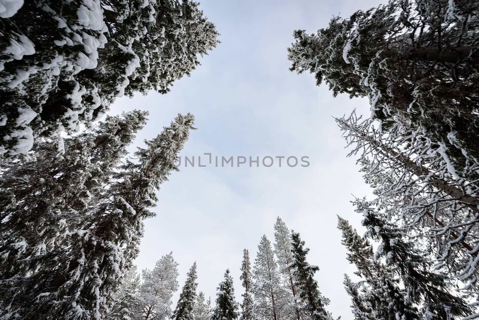 The forest has covered with heavy snow and bad weather sky in winter season at Oulanka National Park, Finland.