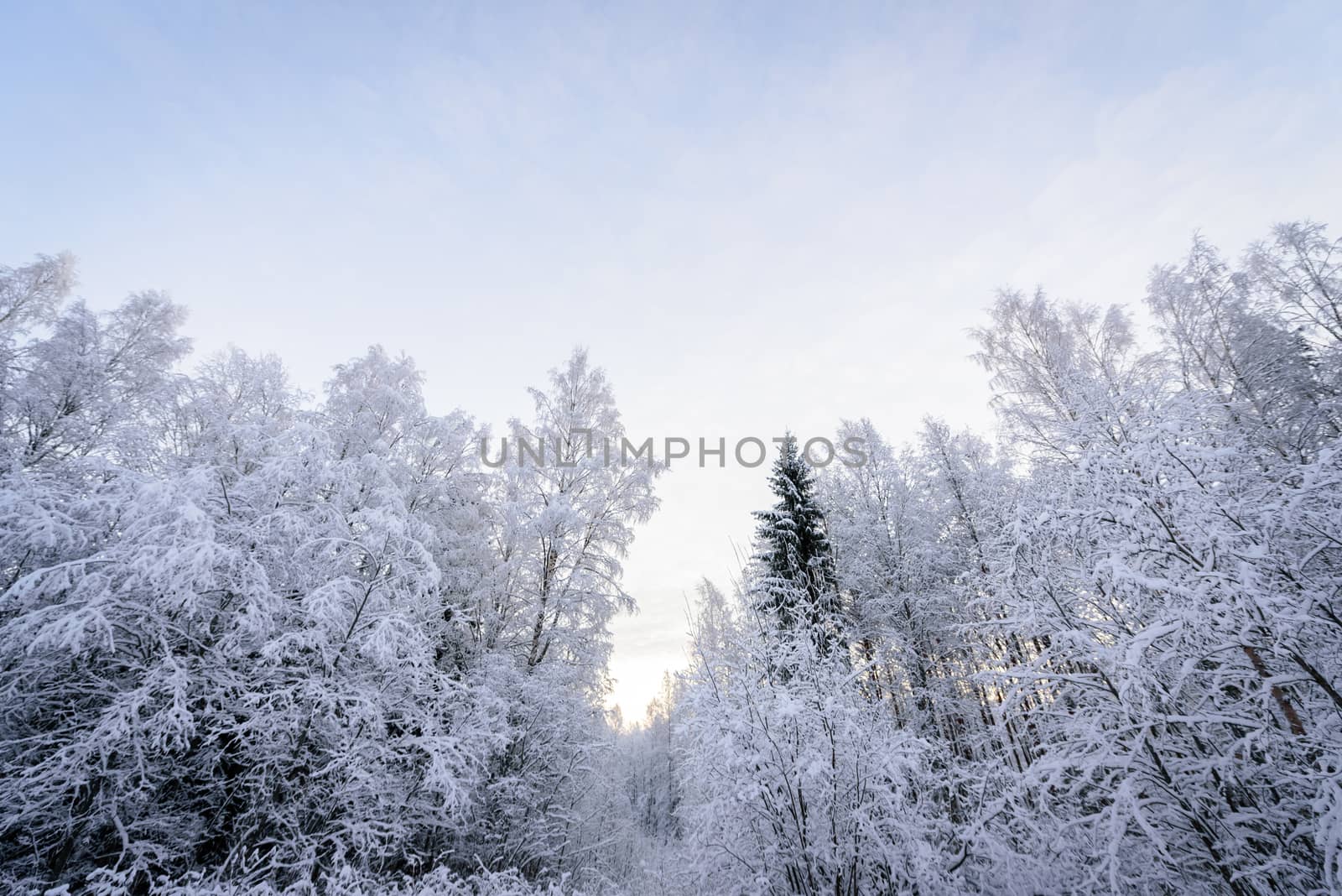 The forest has covered with heavy snow in winter season at Lapland, Finland.