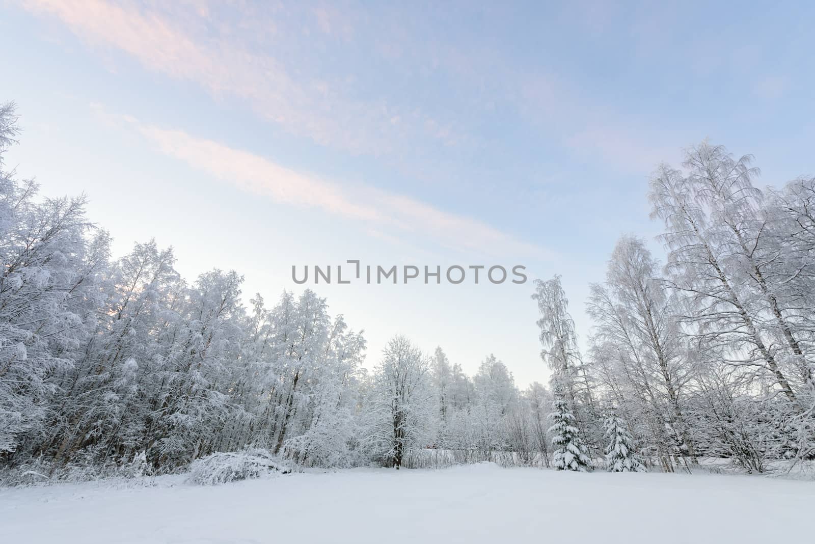 The forest has covered with heavy snow and clear blue sky in win by animagesdesign
