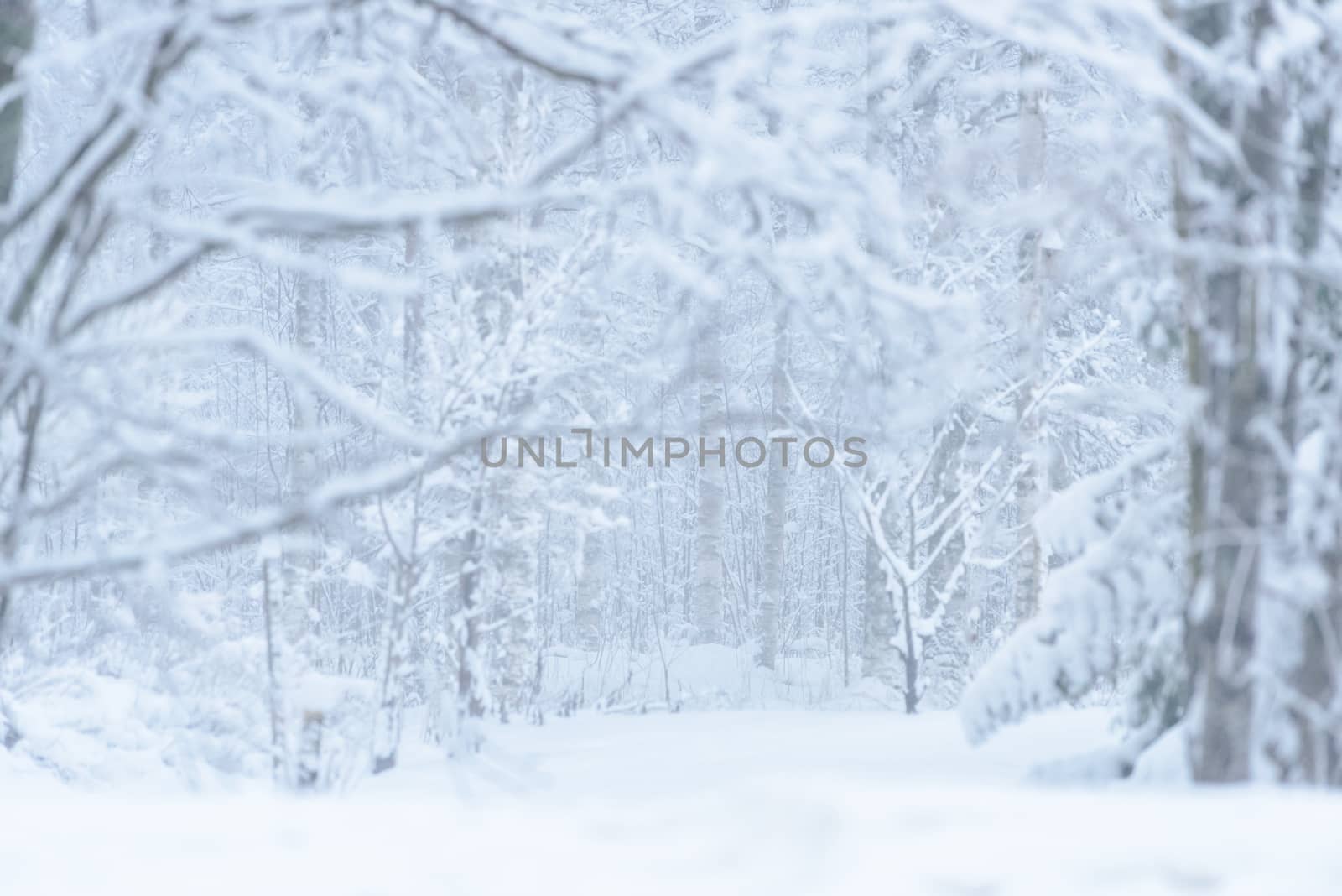 The forest has covered with heavy snow and bad weather sky in winter season at Lapland, Finland.