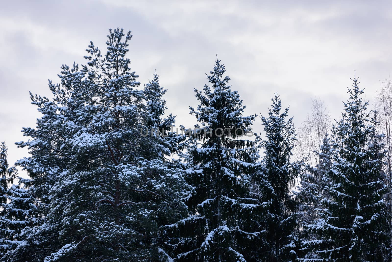 The forest has covered with heavy snow in winter season at Lapland, Finland.