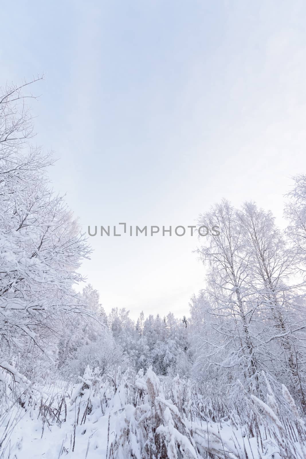 The forest has covered with heavy snow in winter season at Lapland, Finland.