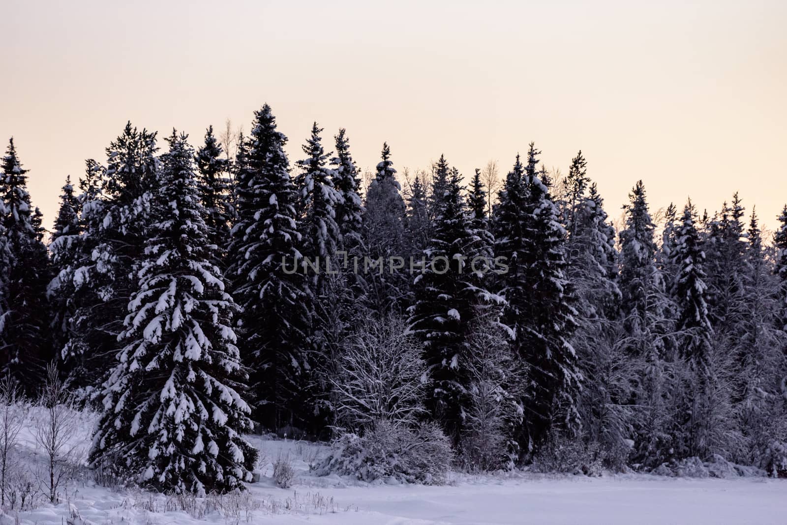 The ice lake and forest has covered with heavy snow and sunset s by animagesdesign