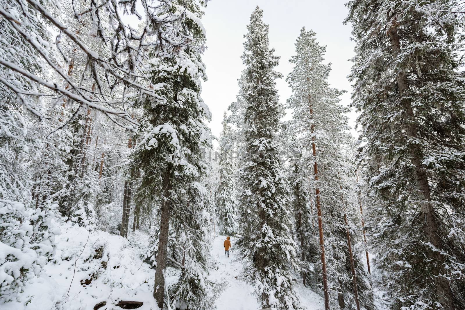 People has walking alone in the forest with heavy snow covered and bad weather sky in winter season at Oulanka National Park, Finland.