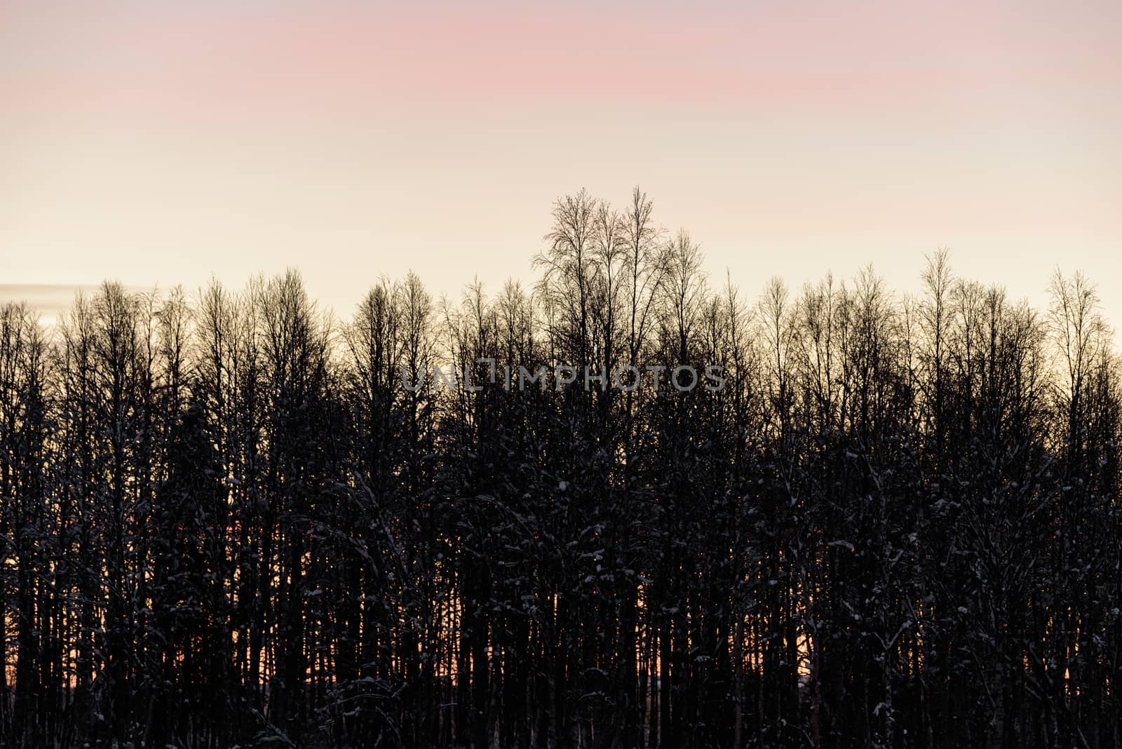 The forest has covered with heavy snow and sunset sky in winter season at Holiday Village Kuukiuru, Finland.