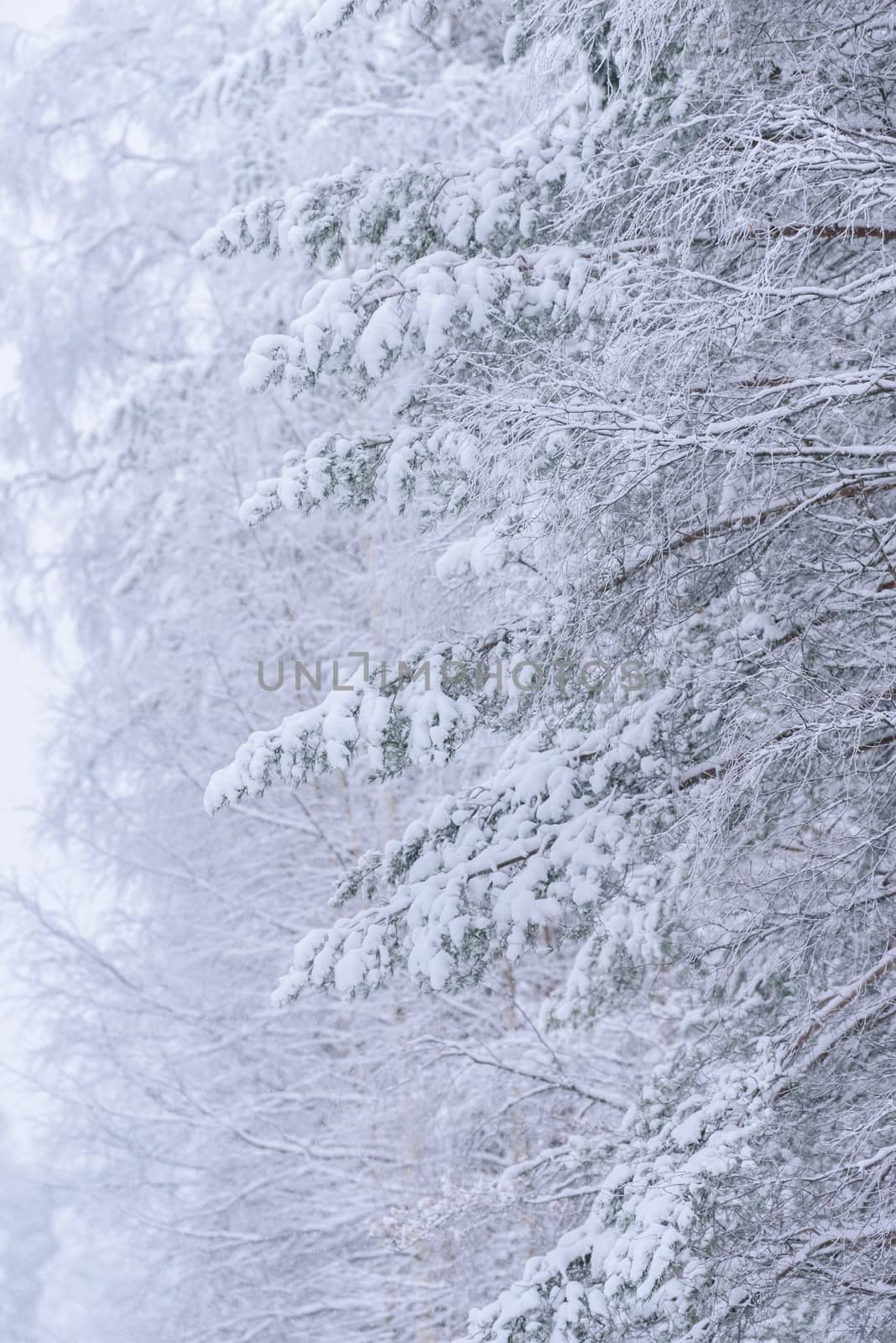 The forest has covered with heavy snow and bad weather sky in winter season at Lapland, Finland.