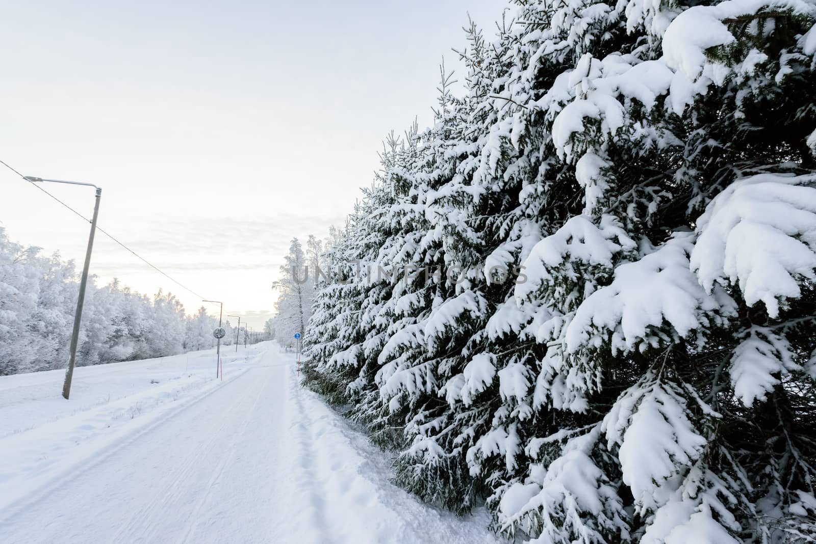 The forest has covered with heavy snow in winter season at Lapland, Finland.