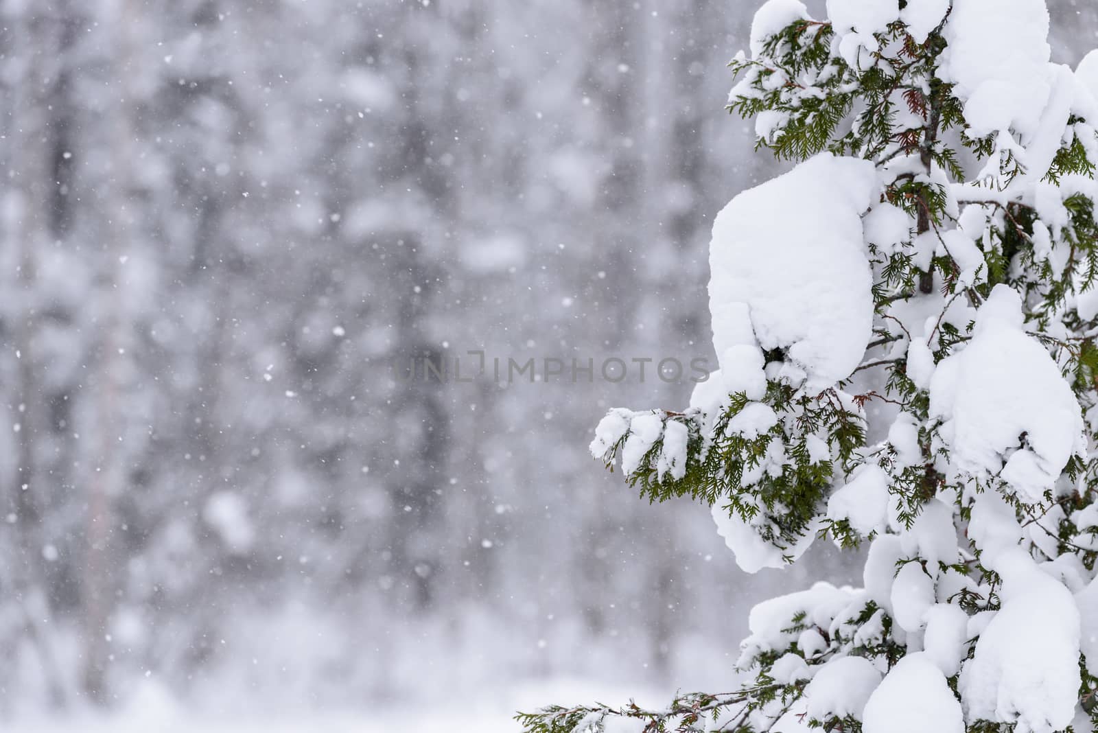 The tree has covered with heavy snow in winter season at Lapland, Finland.