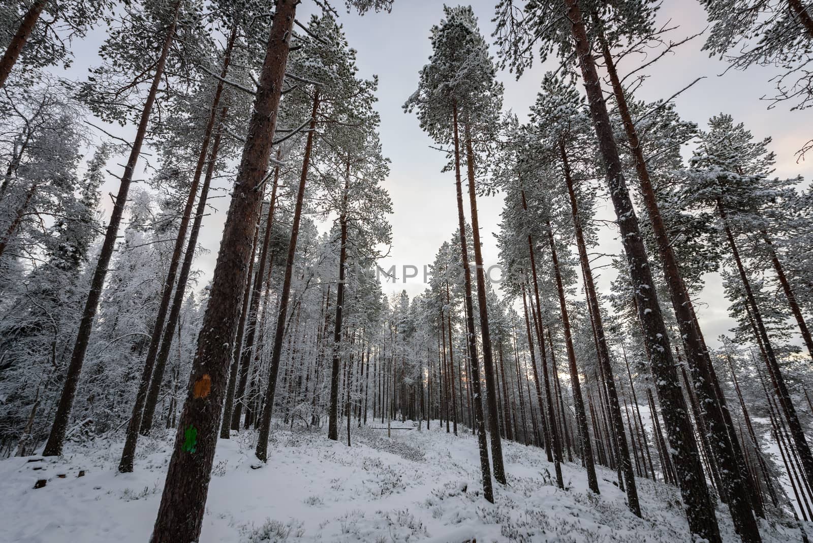 The forest has covered with heavy snow and bad weather sky in wi by animagesdesign