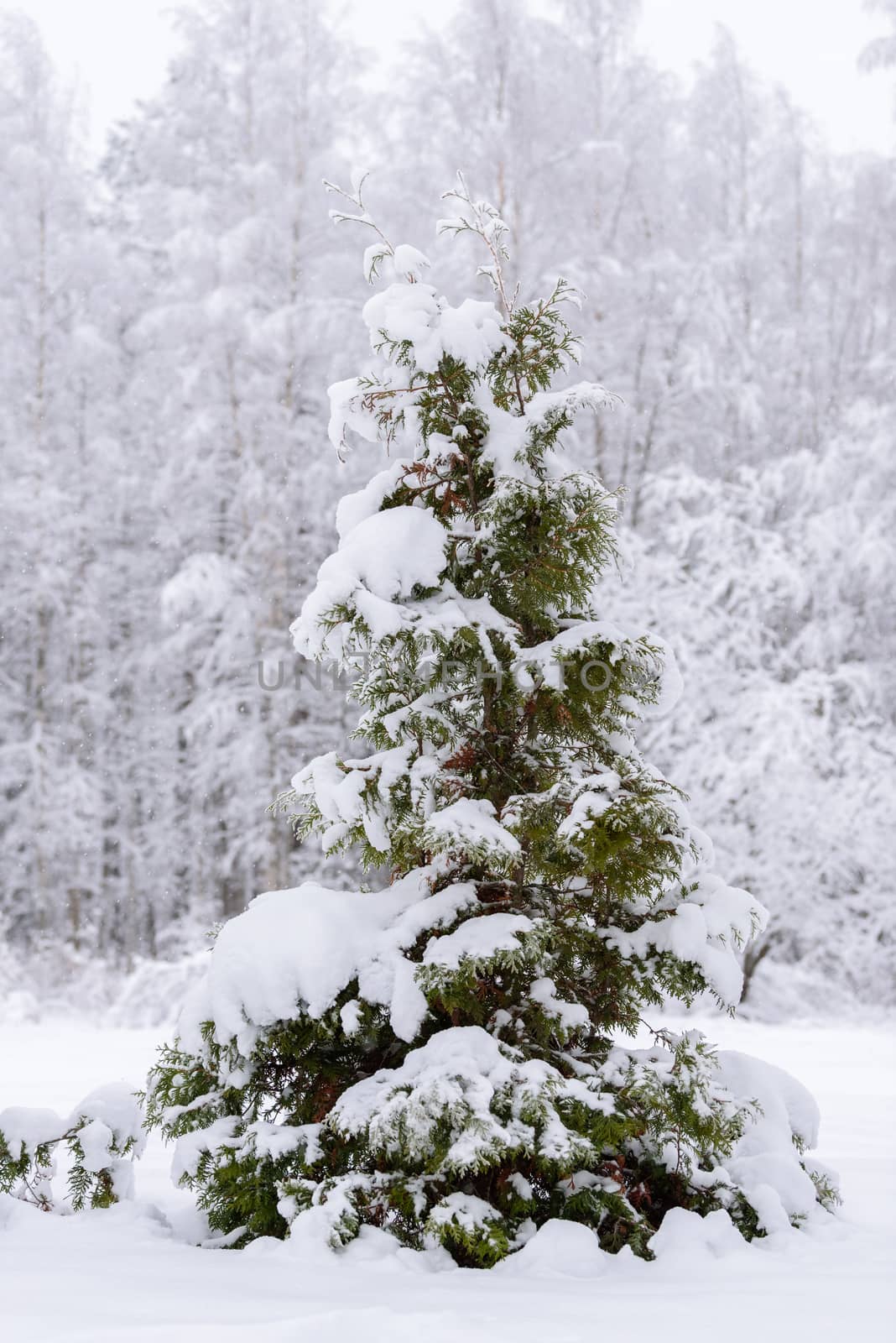 The big tree has covered with heavy snow in winter season at Lapland, Finland.