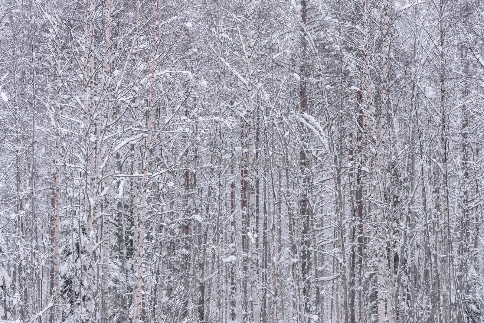 The tree has covered with heavy snow in winter season at Lapland by animagesdesign