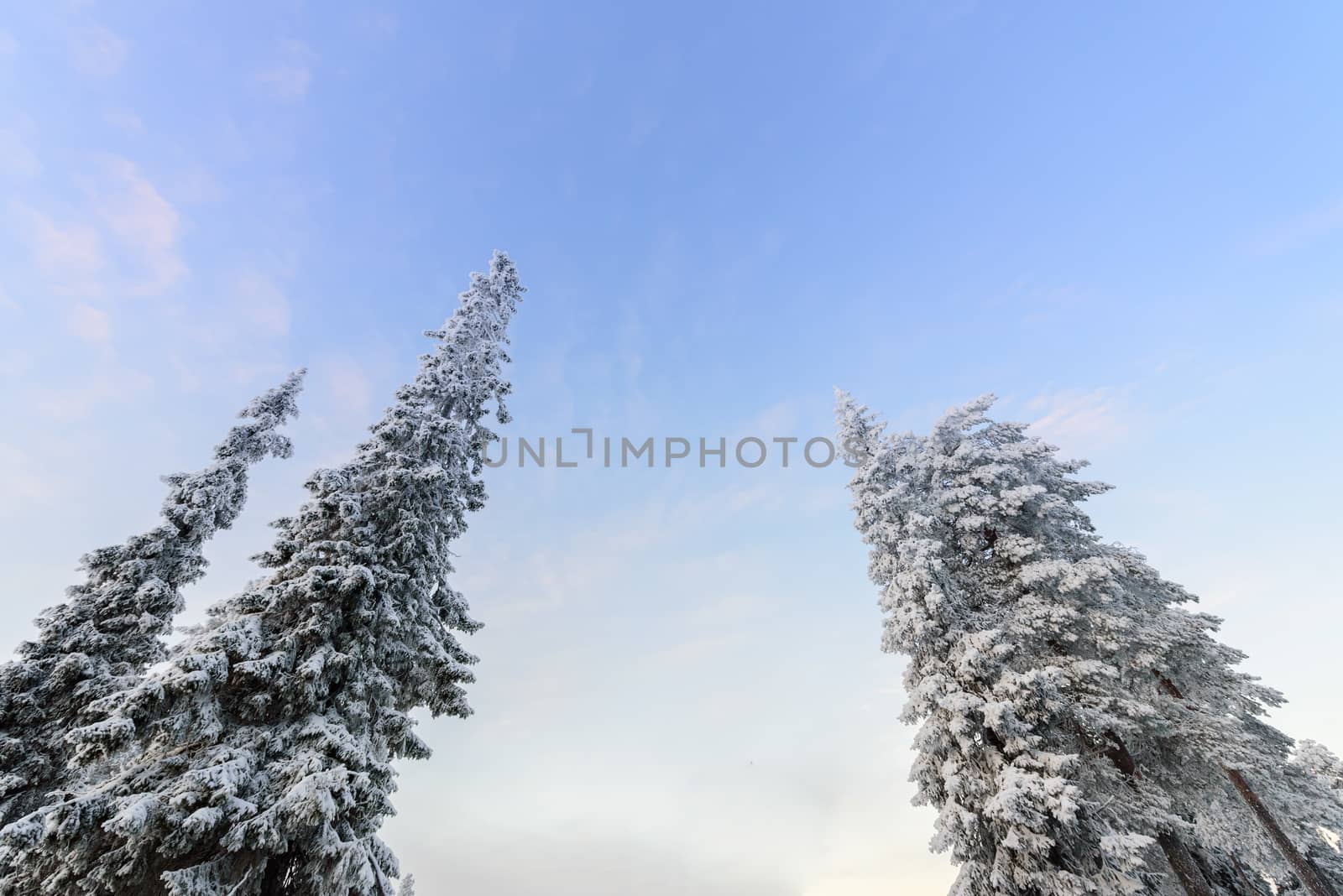 The forest has covered with heavy snow and bad weather sky in wi by animagesdesign