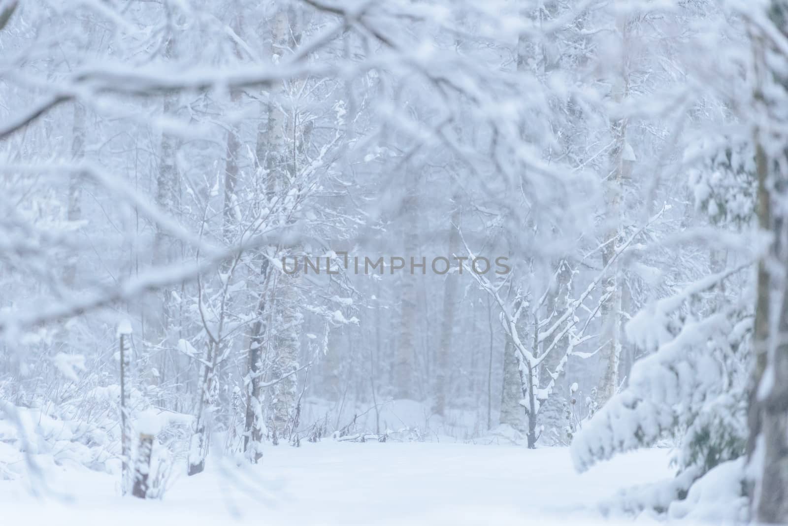 The forest has covered with heavy snow and bad weather sky in wi by animagesdesign