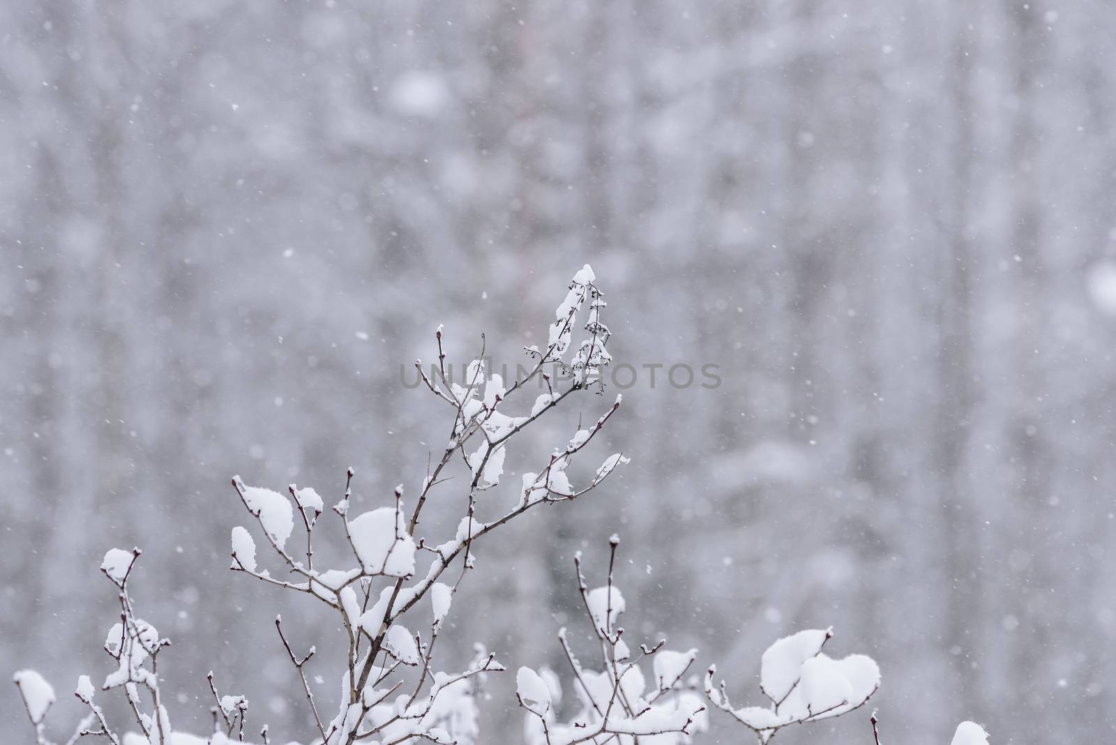 The branch of tree has covered with heavy snow and bad weather i by animagesdesign