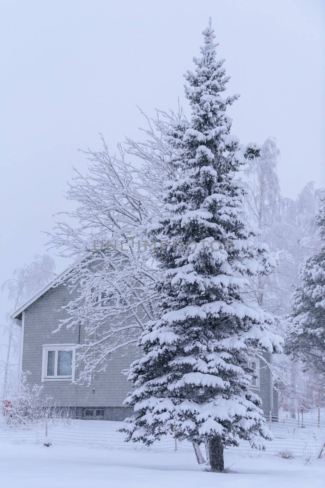 The big tree has covered with heavy snow and bad weather in wint by animagesdesign