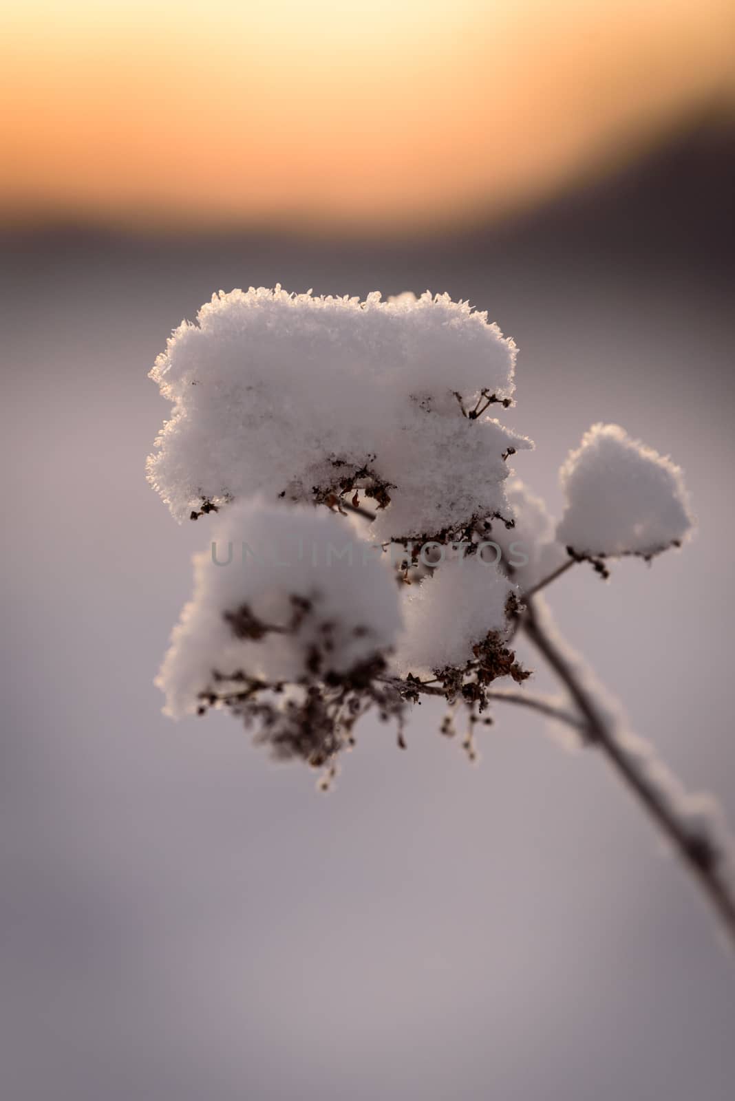 The flower has covered with heavy snow and sunset time in winter season at Holiday Village Kuukiuru, Finland.