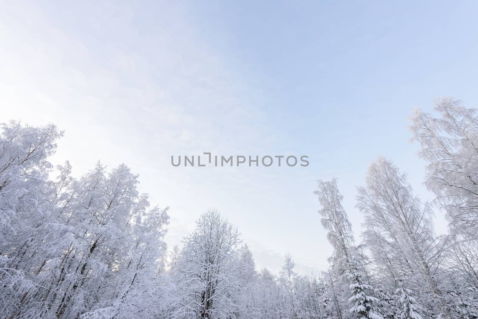 The forest has covered with heavy snow in winter season at Lapland, Finland.