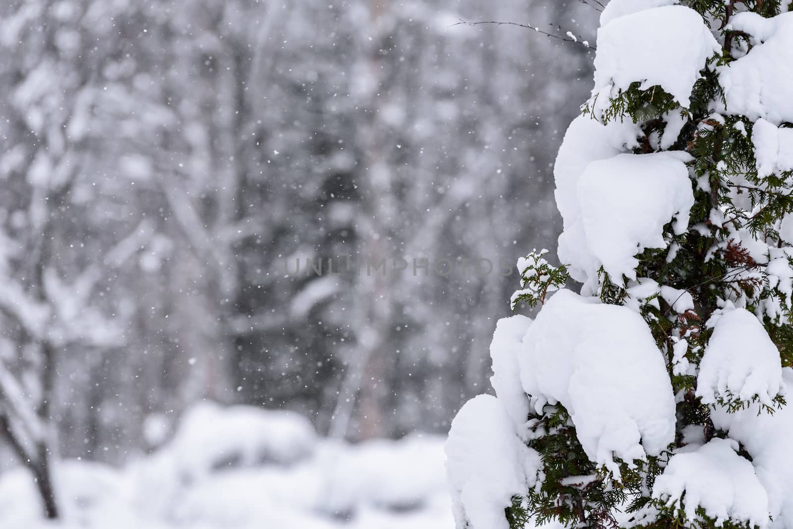 The tree has covered with heavy snow in winter season at Lapland, Finland.