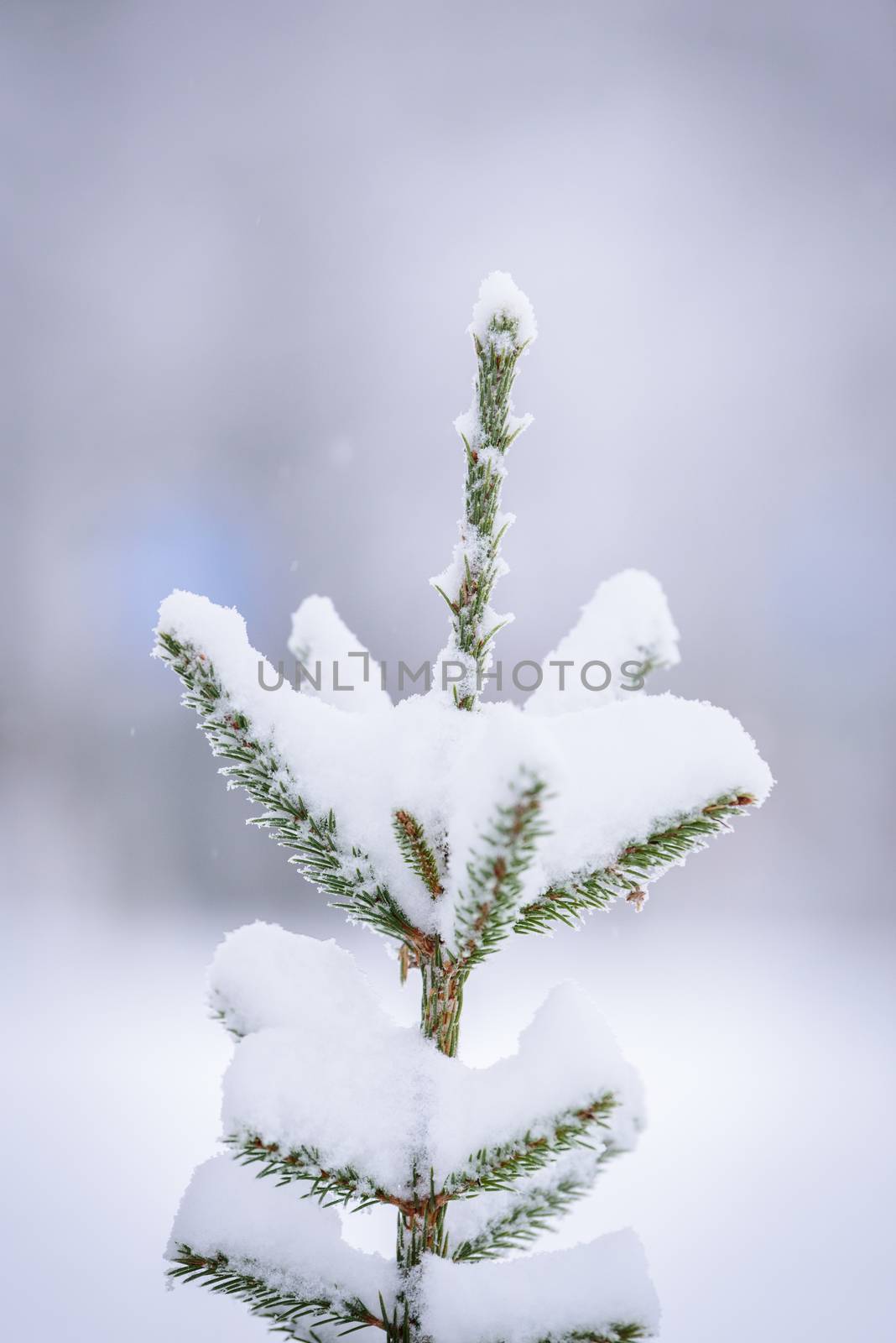 The branch of tree has covered with heavy snow in winter season at Lapland, Finland.