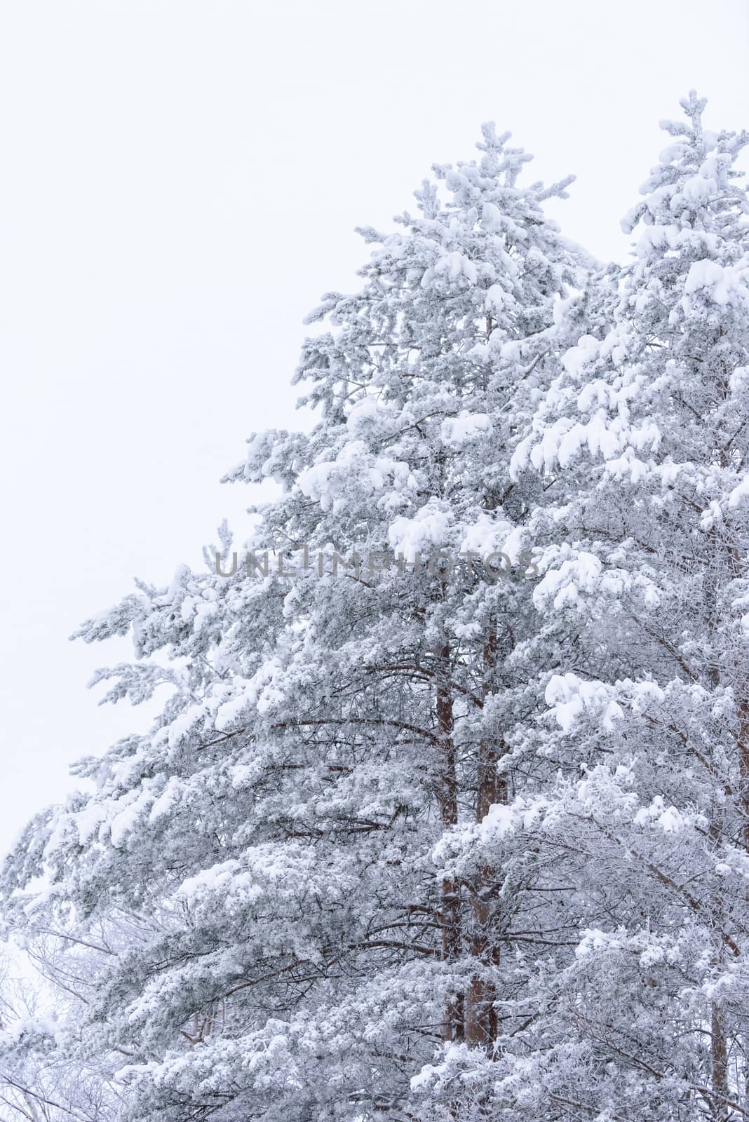 The forest has covered with heavy snow and bad weather sky in winter season at Lapland, Finland.