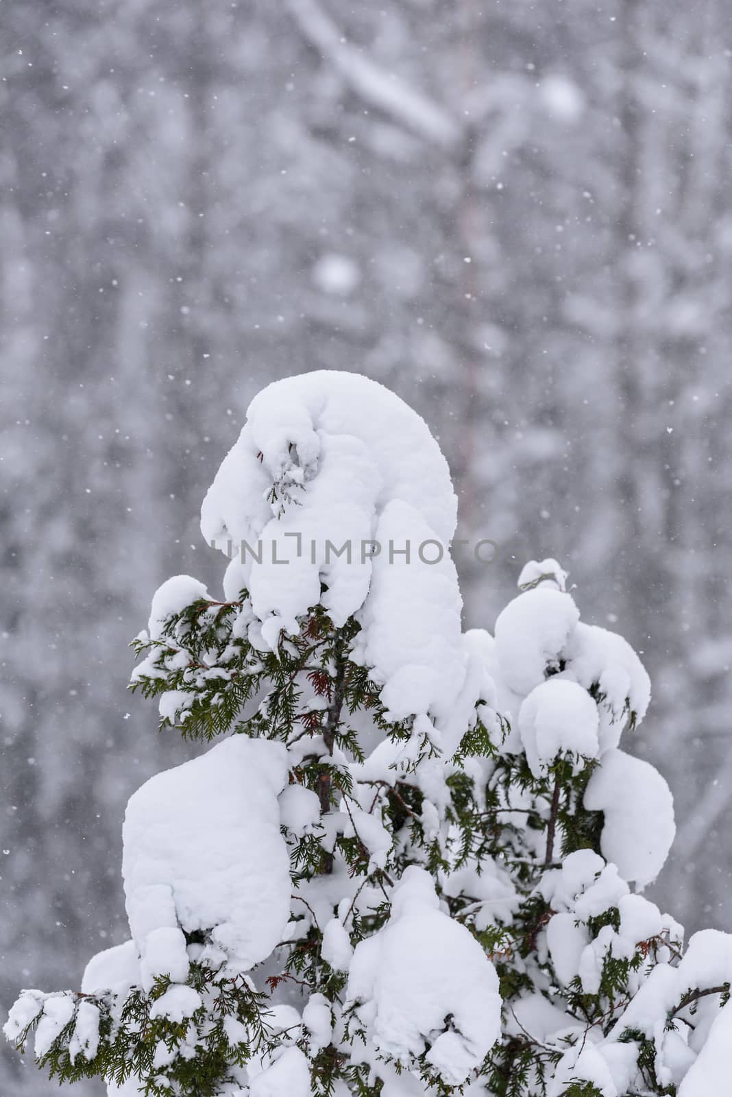 The tree has covered with heavy snow in winter season at Lapland, Finland.