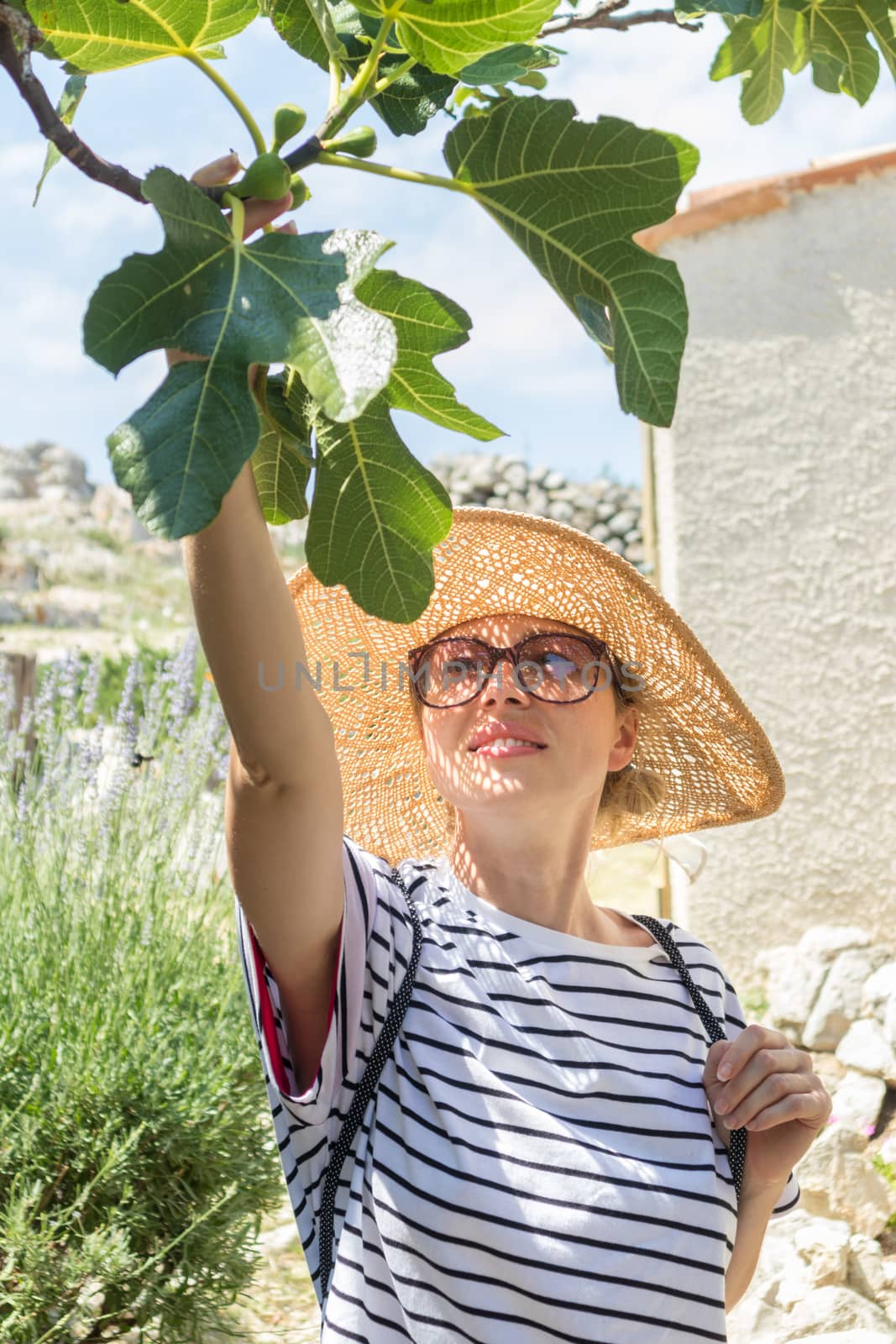 Beautiful blonde young female traveler wearing straw sun hat enjoying summer on Mediterranean cost, picking fruits under a fig tree with lavender flowers and traditional old stone house in background.