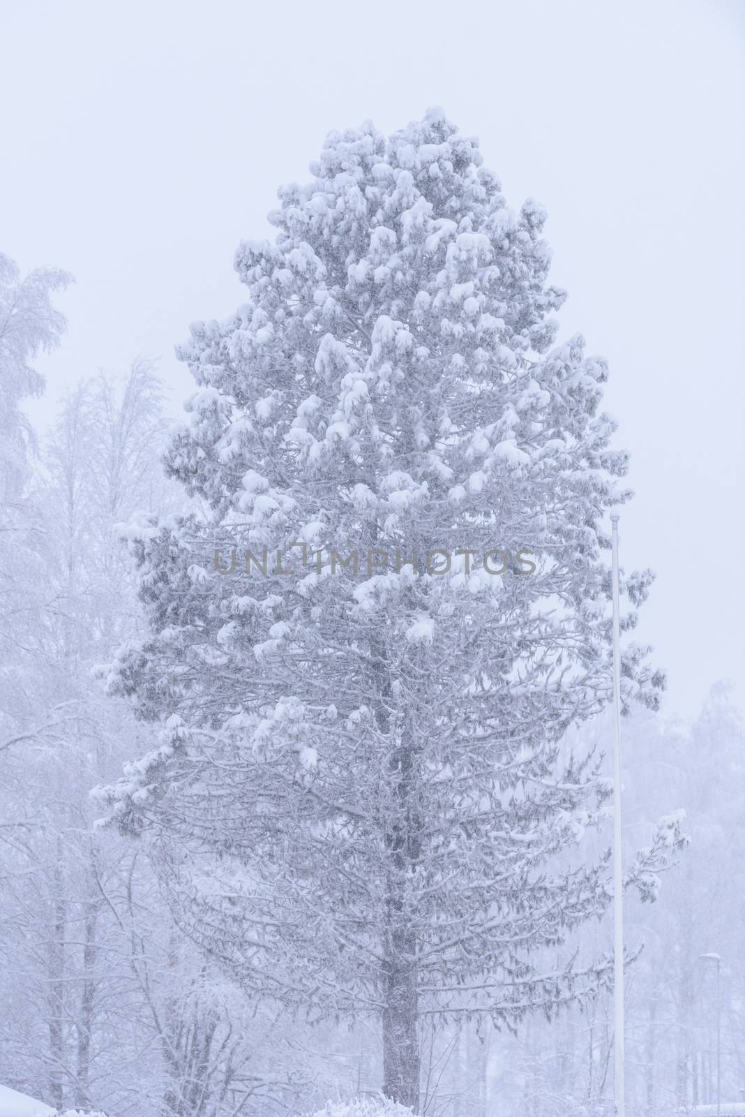 The big tree has covered with heavy snow and bad weather in wint by animagesdesign