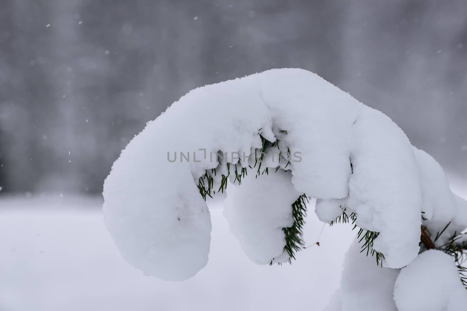 The tree has covered with heavy snow in winter season at Lapland by animagesdesign