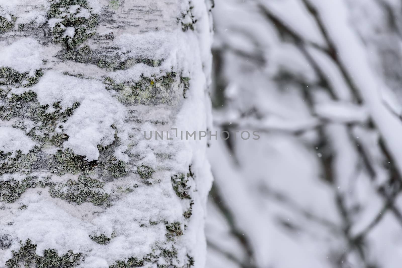 The tree has covered with heavy snow in winter season at Lapland, Finland.