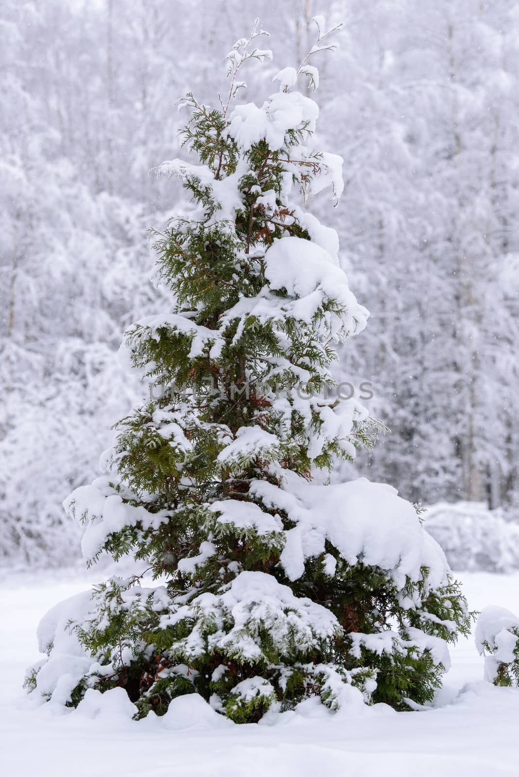 The big tree has covered with heavy snow in winter season at Lap by animagesdesign