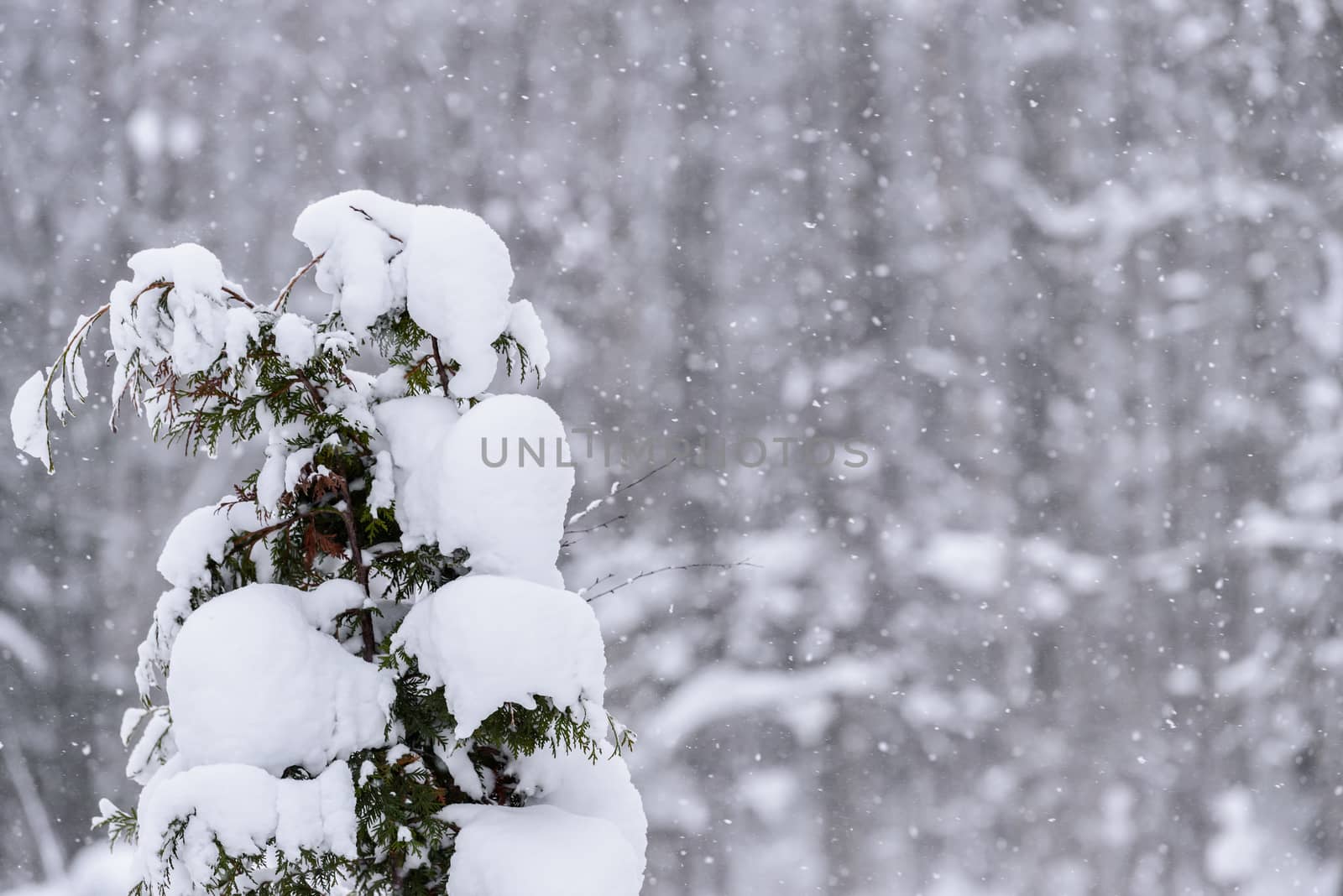 The tree has covered with heavy snow in winter season at Lapland by animagesdesign