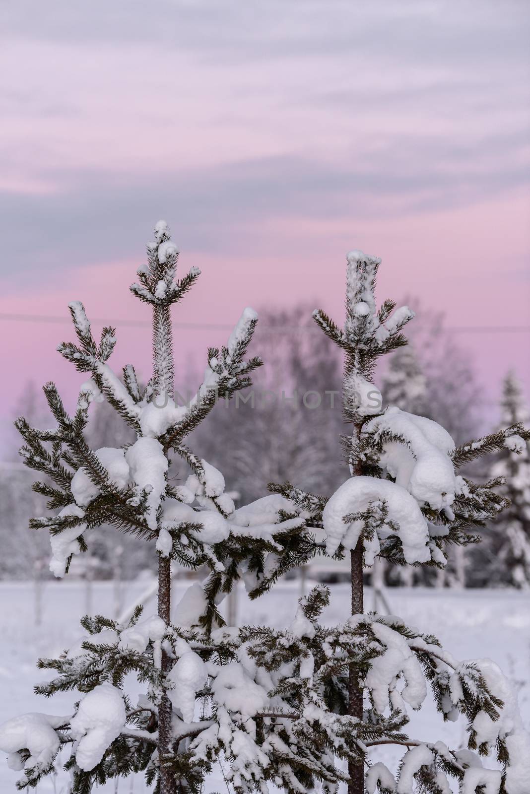 The branch of tree has covered with heavy snow and sunset time in winter season at Holiday Village Kuukiuru, Finland.