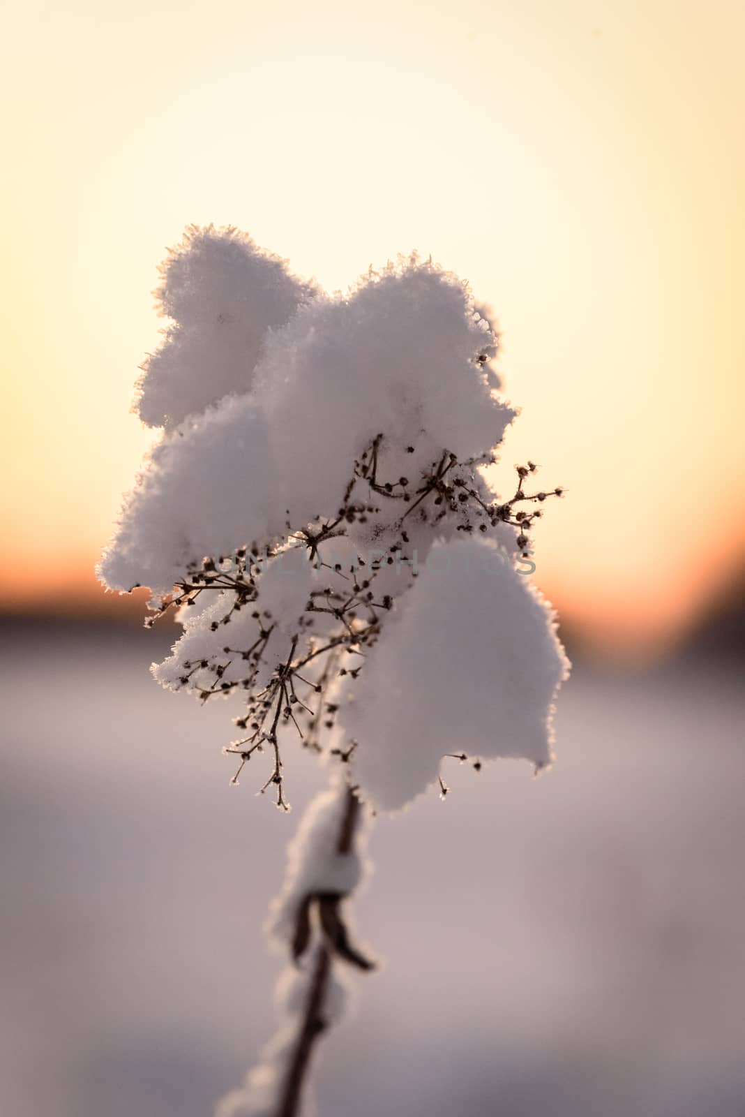 The flower has covered with heavy snow and sunset time in winter season at Holiday Village Kuukiuru, Finland.