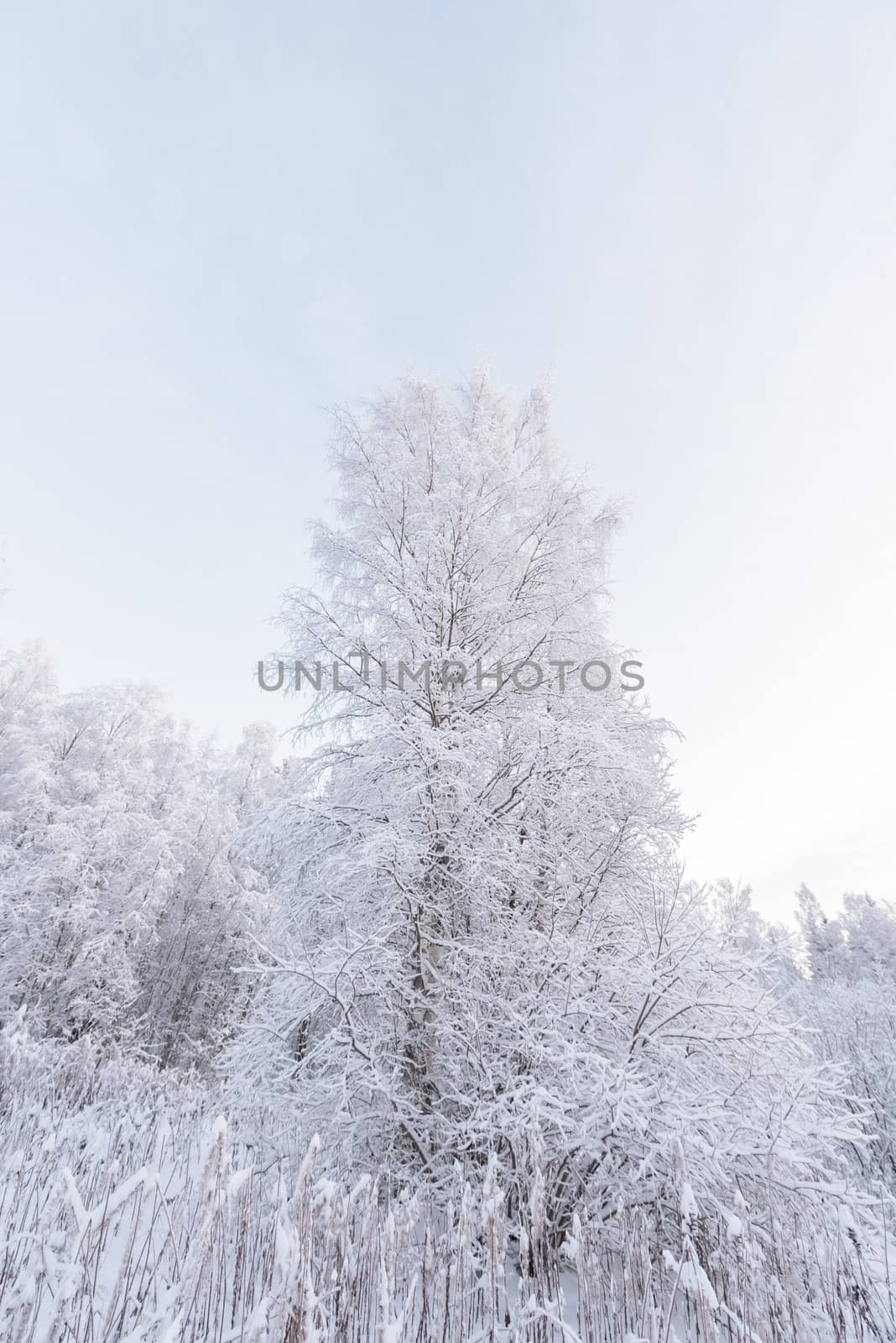 The forest has covered with heavy snow in winter season at Lapland, Finland.