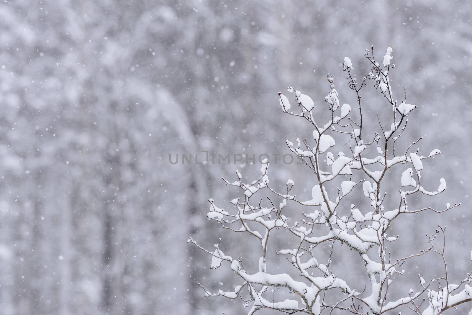 The branch of tree has covered with heavy snow and bad weather in winter season at Holiday Village Kuukiuru, Finland.