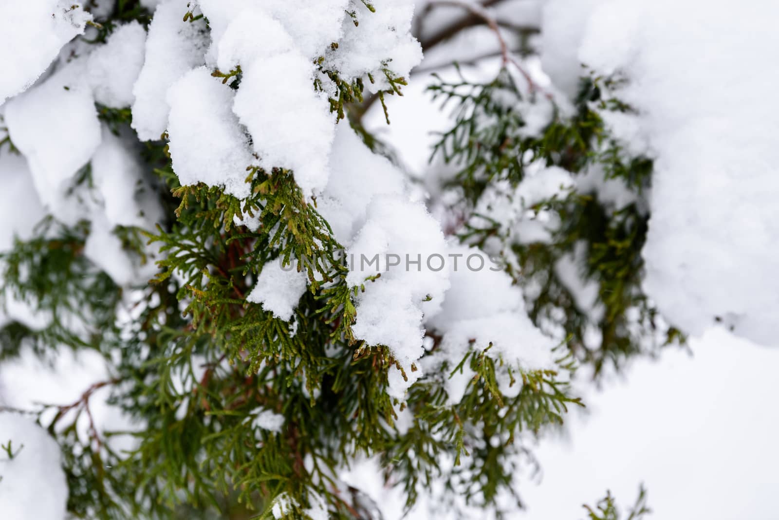 The tree has covered with heavy snow in winter season at Lapland by animagesdesign