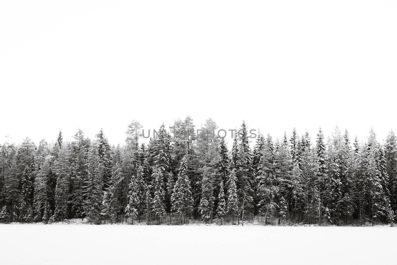 The forest on the ice lake has covered with heavy snow and sky in winter season at Lapland, Finland. Black and White color.