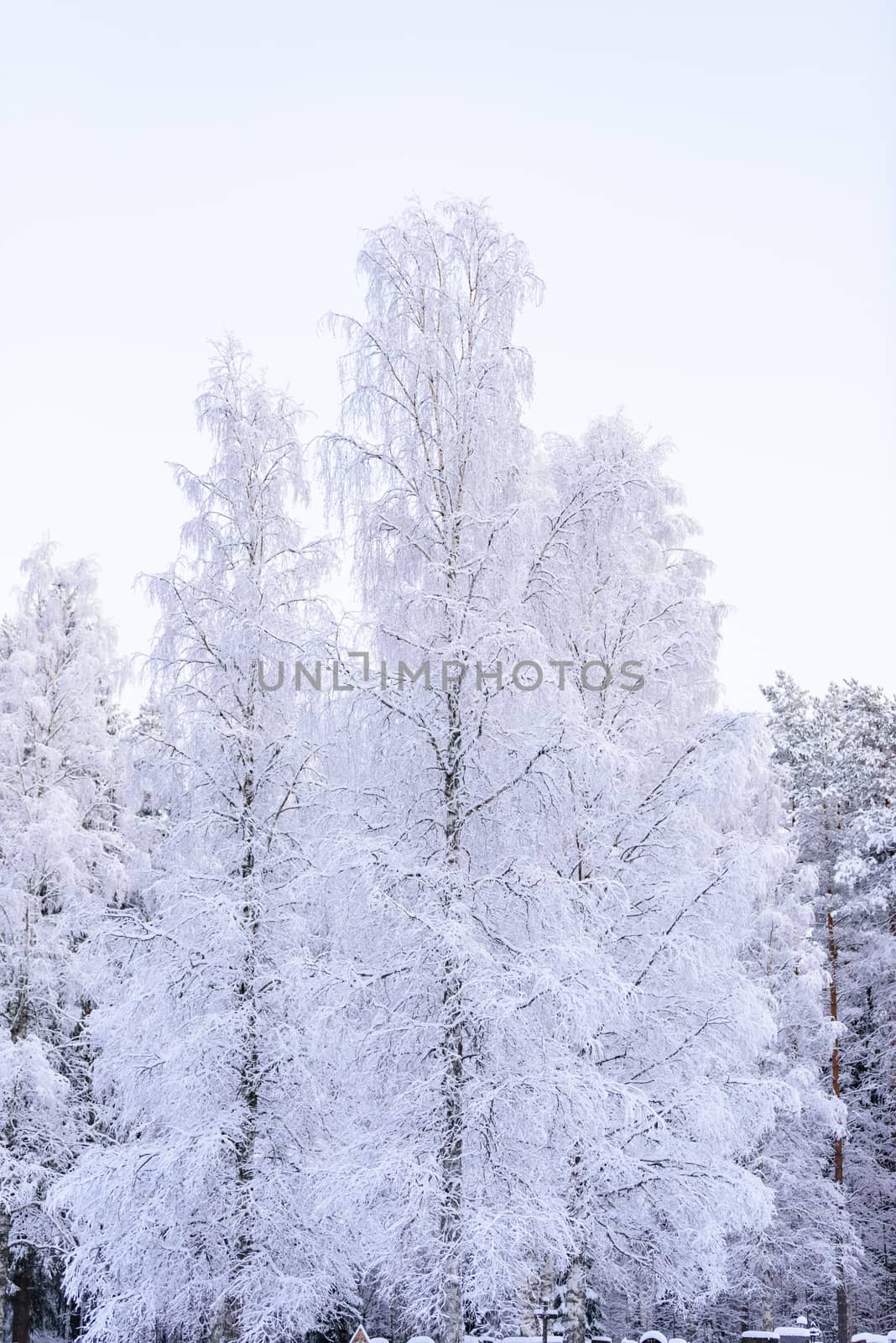 The forest has covered with heavy snow and clear blue sky in winter season at Lapland, Finland.