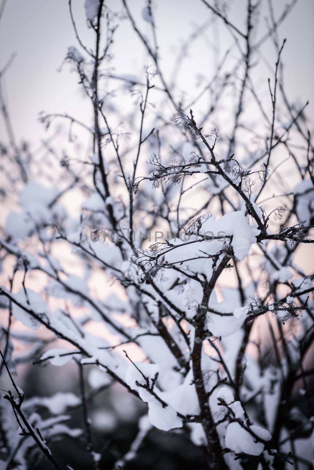 The branch of tree has covered with heavy snow and sunset time in winter season at Holiday Village Kuukiuru, Finland.